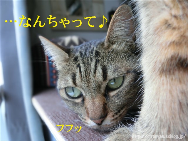 a0159490_13465296.jpg