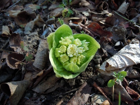 c0117007_17423167.jpg