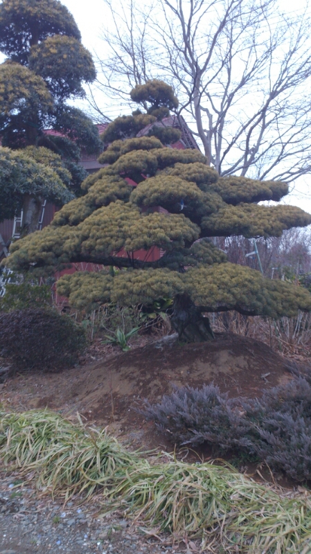 e0202111_2046035.jpg