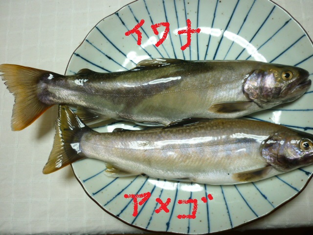 d0178017_22181005.jpg