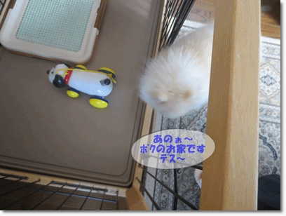 b0167519_942973.gif