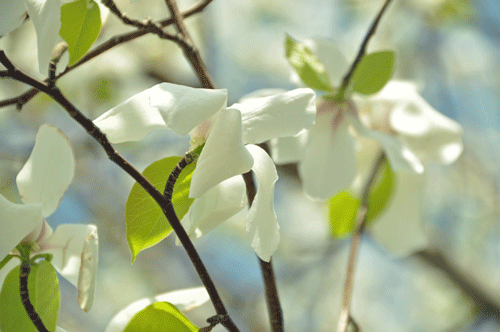 e0312121_2342246.gif