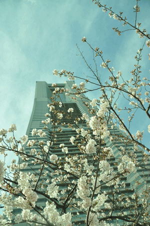 e0312121_2365368.gif