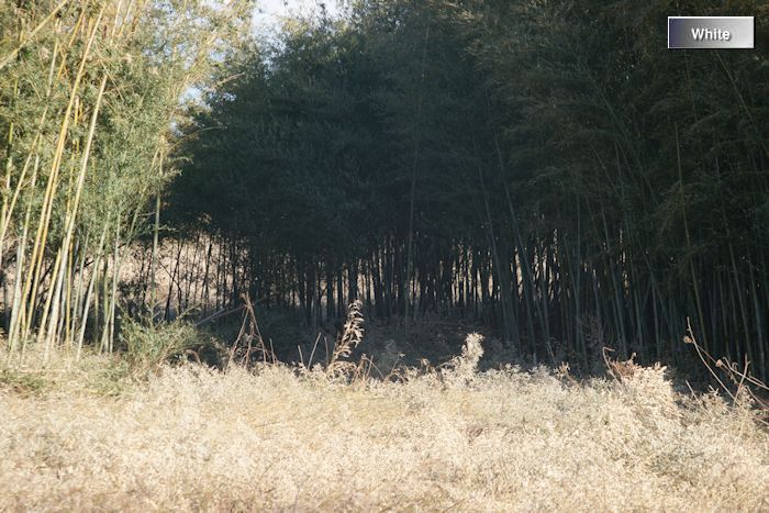 c0227134_621436.jpg