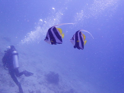 c0039073_1375724.jpg