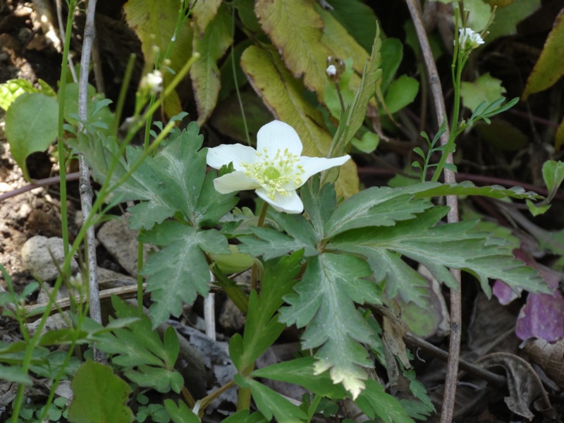 c0042418_1651849.jpg