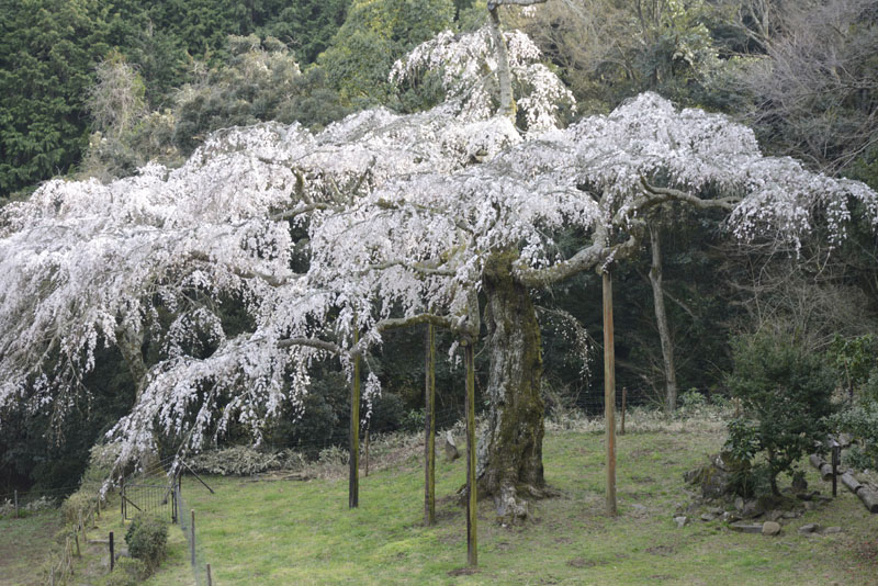 b0042837_525558.jpg