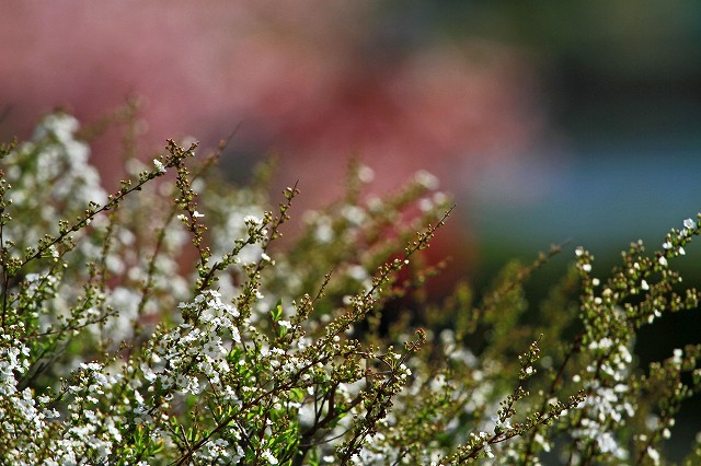 a0242438_22361431.jpg
