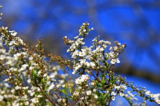 a0242438_2236866.jpg