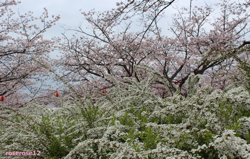 a0249051_5505564.jpg