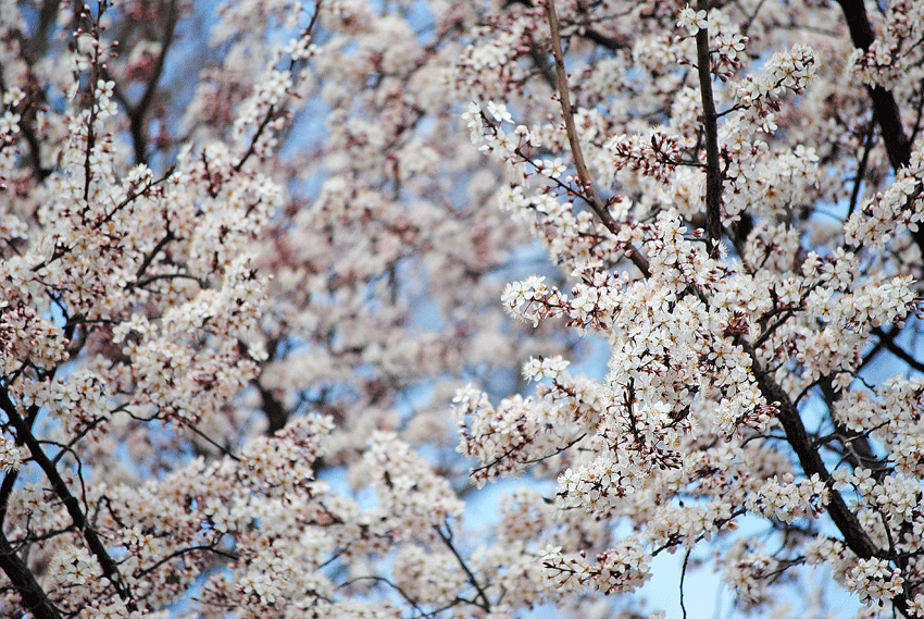 a0001354_2352021.gif