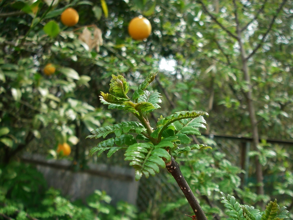 d0046294_1710057.jpg