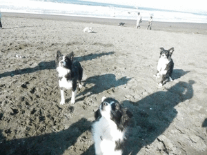 a0232619_16392646.gif
