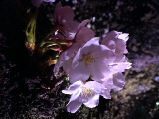c0015041_15305731.jpg