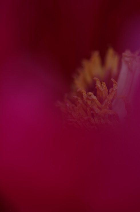 d0165741_1532459.jpg