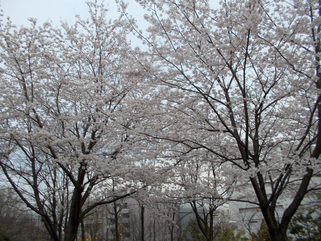 e0121548_23112740.jpg