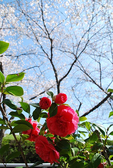 b0059664_11593987.jpg