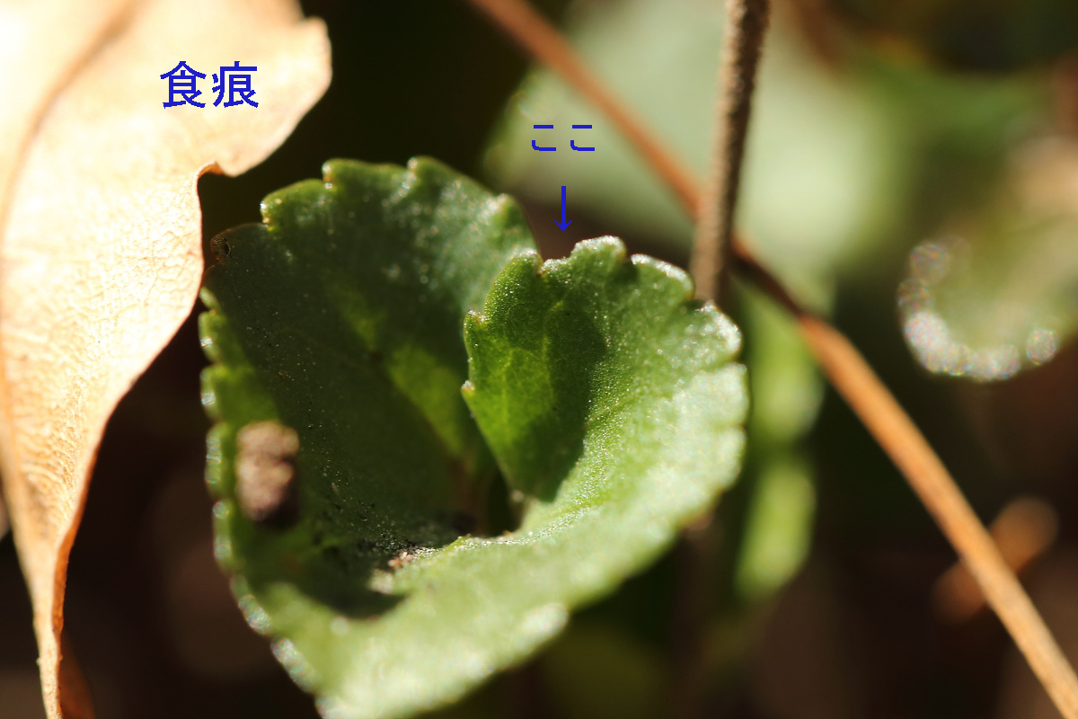 e0249878_00300742.jpg