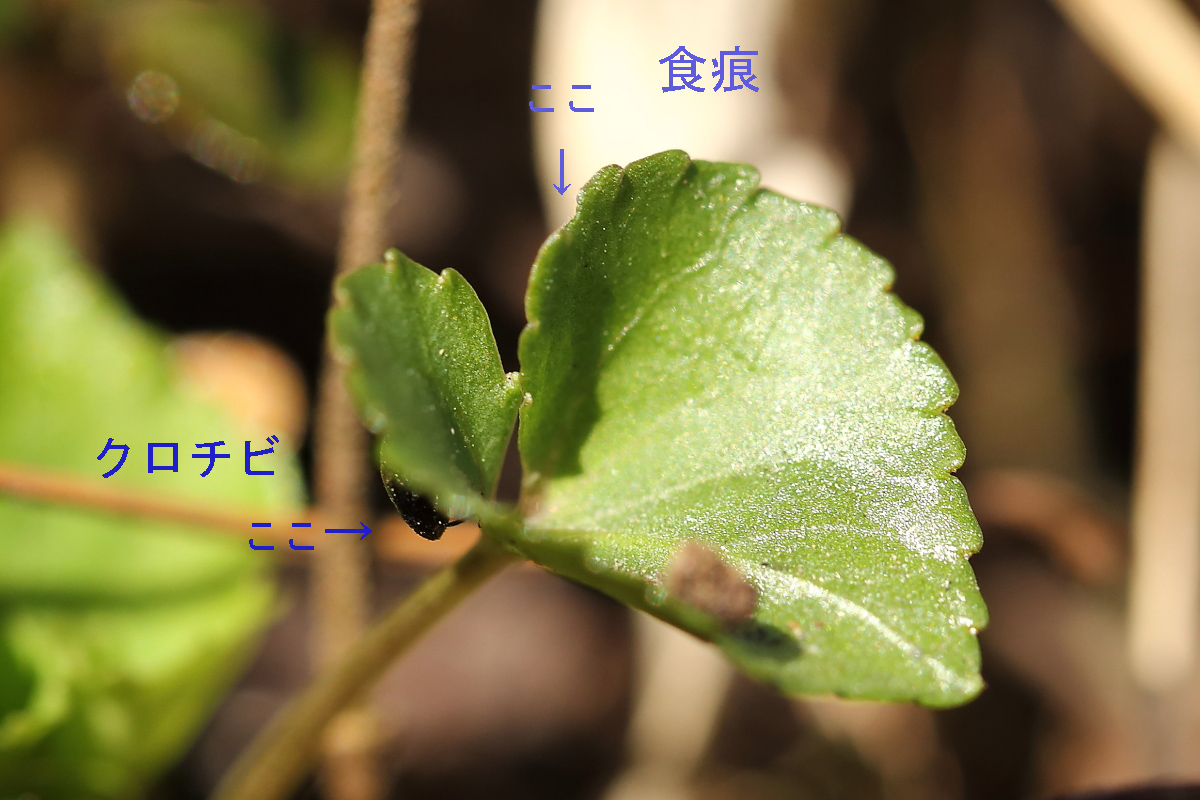 e0249878_00310579.jpg