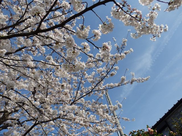 f0130894_2162340.jpg