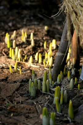 f0041606_04284877.jpg