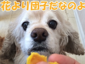 にほんブログ村 犬ブログ アメリカンコッカースパニエルへ