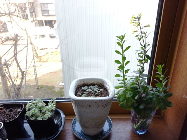 f0131535_09503914.jpg