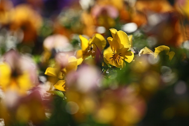 a0242438_19295245.jpg