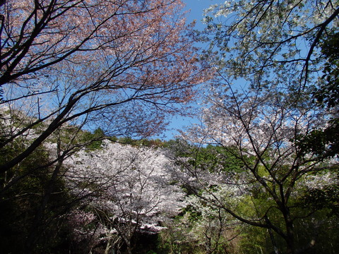 a0054240_223241.jpg