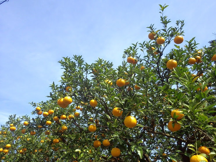 f0201157_2153394.jpg