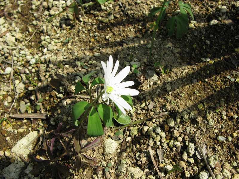 a0052762_17241731.jpg
