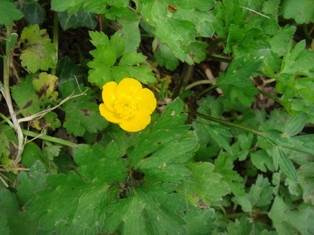 a0247585_757676.jpg