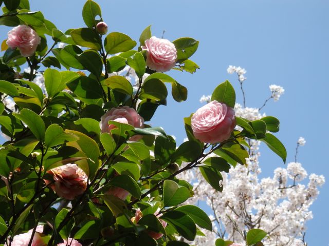 f0130894_223327.jpg