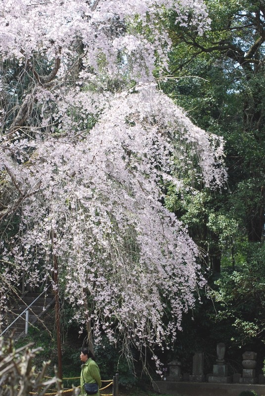 e0025300_1533911.jpg