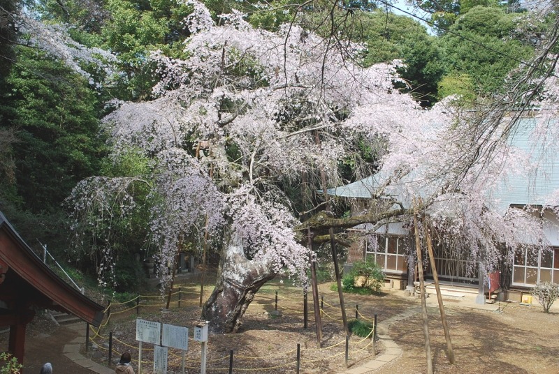 e0025300_1535727.jpg