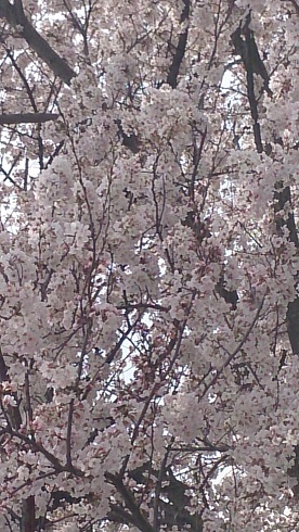 c0124908_836124.jpg