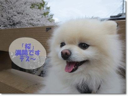 b0167519_20581236.gif