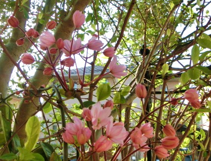 c0204121_9115443.jpg