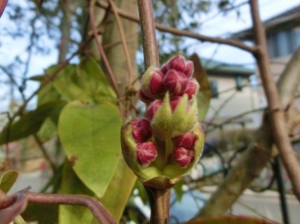 c0204121_965774.jpg