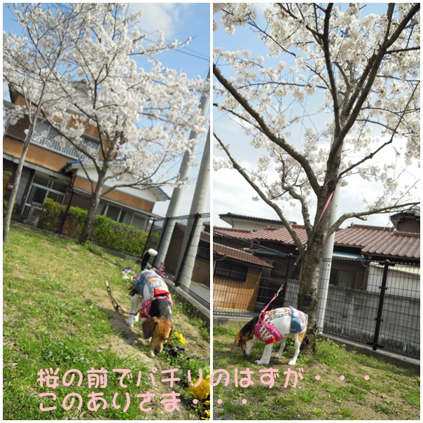 c0166622_8201255.jpg