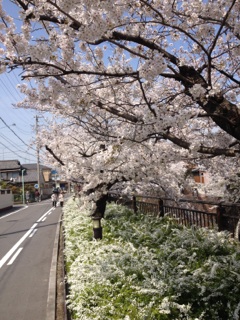 f0191248_819637.jpg