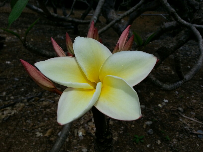 b0126453_3371839.jpg