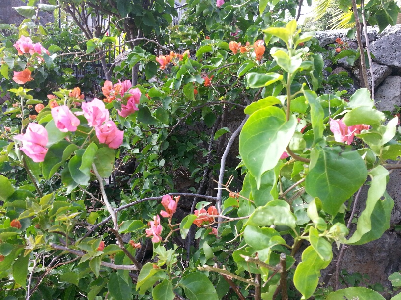 b0126453_7174323.jpg