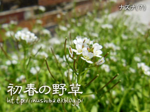 a0286855_10535129.jpg