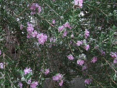 e0225164_7494962.jpg
