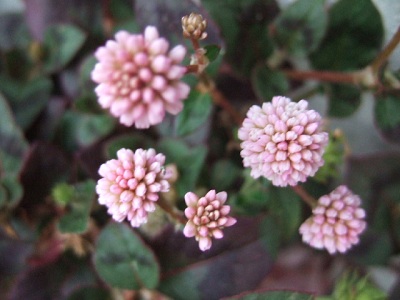 e0225164_7502770.jpg