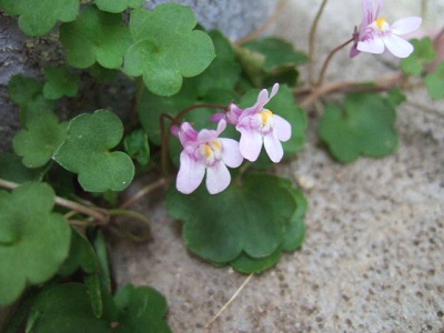 e0225164_751388.jpg