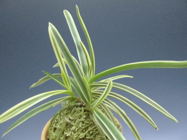 f0318967_18415781.jpg