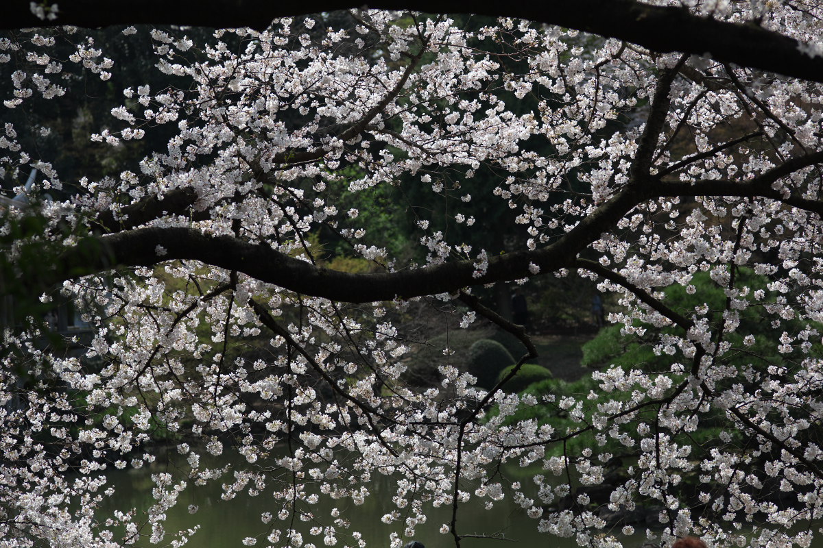 a0083081_175223.jpg