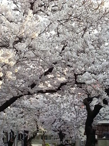 b0321595_22431183.jpg
